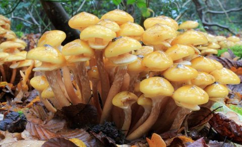 8650 yaşı ola bilər və qaranlıqda işıldayır: Dünyanın ən böyük canlısı hansıdır?