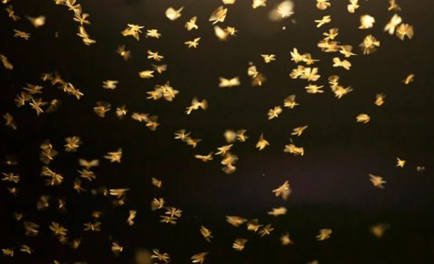 Təbiətdəki "səssizlik" sistemin çökməsi anlamına gəlir?