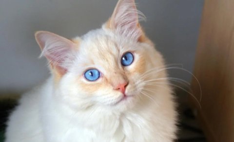 Dünyanın ən gözəl pişikləri hansılardır? - 6 əla cins açıqlandı