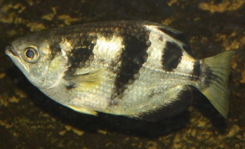 Bu balıq insan üzünü xatırlaya bilir: Bunu necə edir?