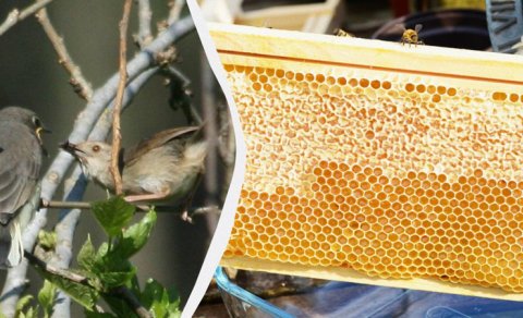 Afrikalılar bal tapmaq üçün quşlarla danışmağı öyrənib: Onların "dili" daim inkişaf edir