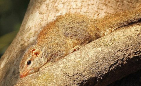 Gün boyu spirtli içki içə bilir, amma sərxoş olmur: Bu hansı heyvandır?