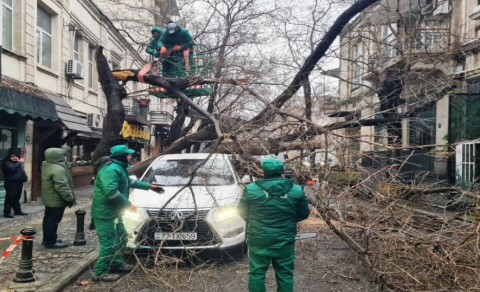 İki gün ərzində Bakıda 78 ağac sınıb