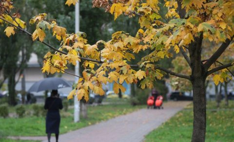 Bağbanlar həyətə heç vaxt əkilməməli olan 6 ağacı açıqladı