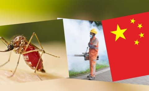 Çikunqunya virusu yayılır: Əlamətləri nələrdir?