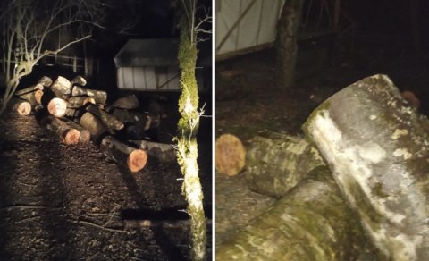 İsmayıllı meşələrində "ağac soyqırmı": Meşə materialı daşıyan maşın ələ keçdi - FOTO/VİDEO