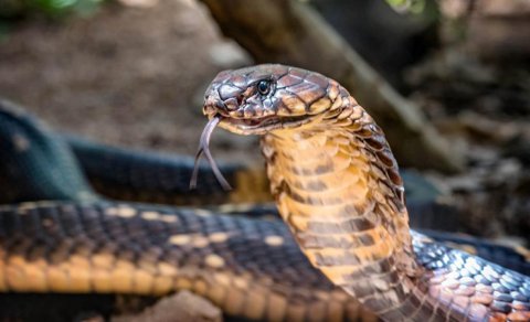 Zəhərin qoruması altında: Dünyanın ən ölümcül heyvanlarından biri belə yuva qurur