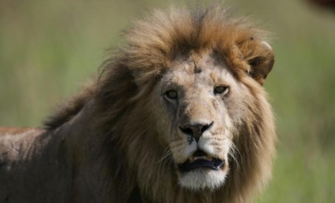 Əsl müdafiəçilər: Şirlərlə döyüşmək üçün yetişdirilən 5 it cinsi