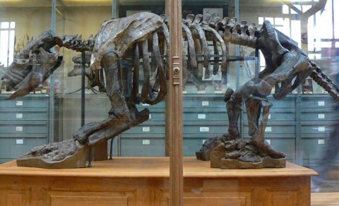 Darvinin heyvan kolleksiyasını "möhürlədiyi" məhlulun resepti açıldı