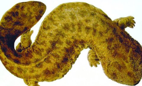 Yaponiya dərinliklərində ekosistemə zərər verən nəhəng qədim yırtıcı gizlənir