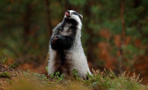Təxminən 200 giriş və 50 otaq: Möcüzəvi heyvanlar öz &ldquo;yataqxanalarını&rdquo; qurur