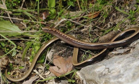 İlan kimi görünür, ilan kimi hərəkət edir, amma əslində belə deyil