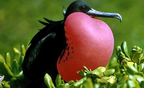 Bu quş uçuş zamanı birbaşa yata bilir: Bioloq bunu necə etdiyini izah etdi