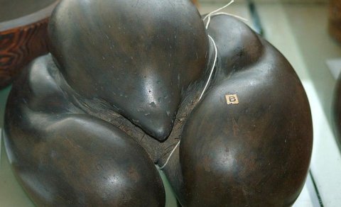 Çəkisi 30 kq-a qədər və diametri yarım metr: Planetdəki ən böyük toxum - VİDEO