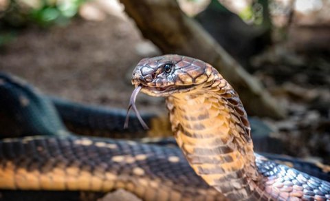 Kobralar "avtostop"la Hindistanın yeni ərazilərini fəth edir - TƏDQİQAT