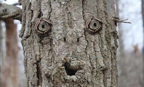 Hər yerdə insan üzü görürsünüz? &ndash; Bunları edin...