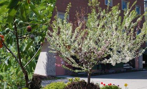 40 meyvəli ağac: Bağban-rəssamın yaratdığı rekord qıran bağ