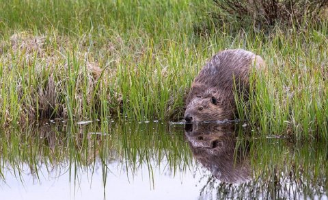 Dişli inşaatçılar: Qunduzlar niyə su bəndləri inşa edir?