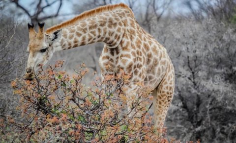 Ağaclar "kimyəvi dil" inkişaf etdirib: Gizli ünsiyyət necə işləyir?
