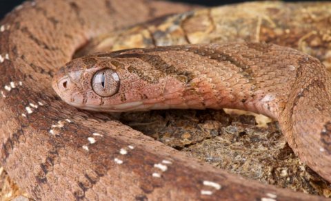 Qida zəncirindəki qorxunc dönüş: İlanlar niyə bir-birini yeyir?