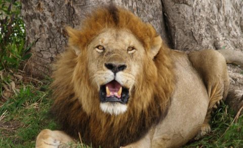 "İtkin pələnglər" Yaponiyada əslində qədim şirlər imiş: Alimlər kəşfə heyrətlənib