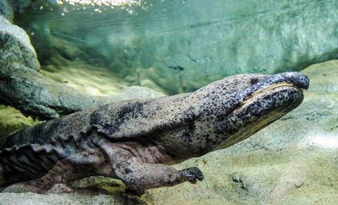 Dünyanın ən böyük amfibiyaları hansılardır?