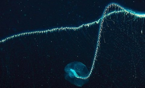 Dörd avtobusdan uzun: Bu hansı ölümcül yırtıcıdır?