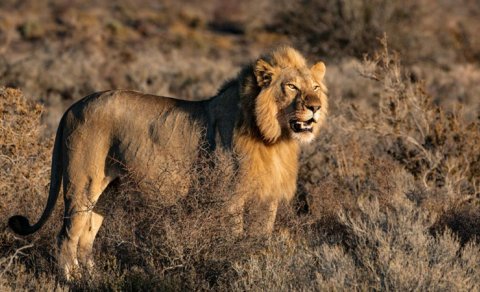 Heyvanların padşahı: Şir bu titulu necə qazanıb?