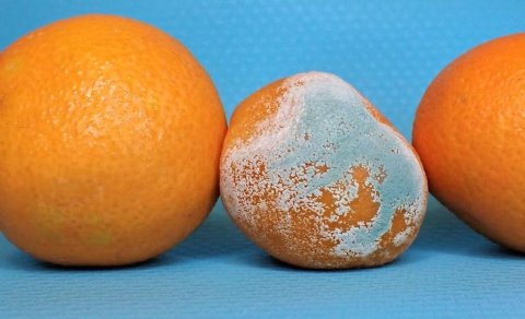 Aldığımız mandarin nə üçün tez kiflənir?