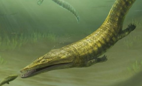 Alimlər ən qədim "dəniz canavarları" barədə heyrətamiz detallar aşkar etdi