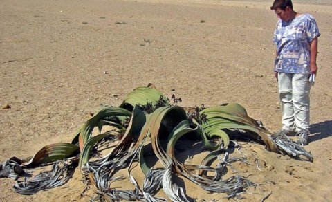 Mavi balinadan uzun və "duman içən" bitki: Onu "canlı fosil" adlandırırlar