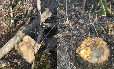 Oğuzda 40 ağacın kəsilməsinə görə polis cinayət işi başladı