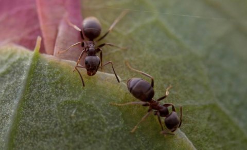 Erkəkləri olmayan parazit qarışqa növü kəşf edildi: Bu necə mümkündür?