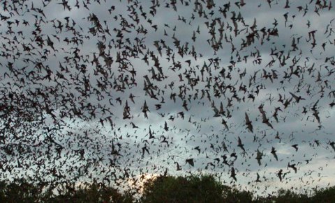 Heyrətamiz mağara: Təhlükəli virusun yayılma mexanizmi qeydə alındı