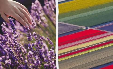 Avropada çiçəklərə heyran olmaq üçün ən yaxşı yerlər və səyahət üçün ideal vaxt