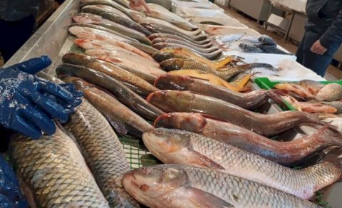 Bazarlarda 5 manata satılan məşhur balıq - Nəcislə qidalanır?