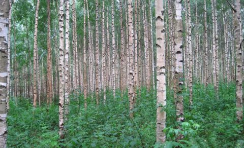 Bağ üçün ən pis 9 ağac: Niyə əkməməlisiniz və alternativləri varmı?