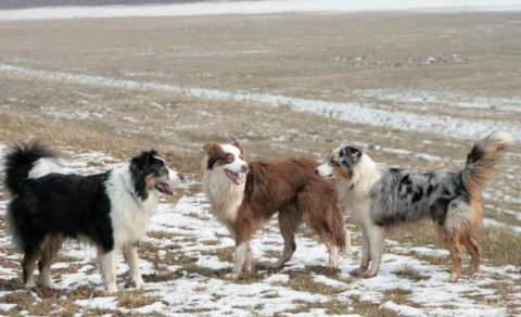 Hansı it cinsini yetişdirmək ən asandır? - Ağıllı və etibarlı dost