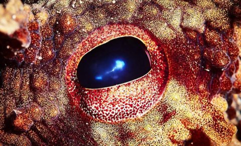 İnsanlar yox olsa, Yer üzündə əsas növ hansı olacaq?