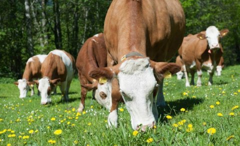 Şərqi Zəngəzur və Qarabağ iqtisadi rayonlarında heyvan xəstəliklərindən azad zonaların sərhədləri müəyyənləşdirilib