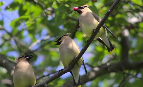 Gündə 1000 giləmeyvə yeyə bilir: "Acgöz" quş haqqında nə məlumdur?