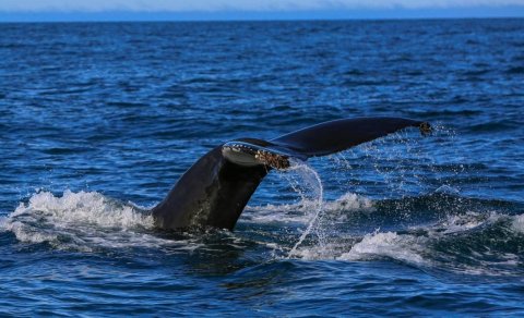 Okeanın dərinliklərindən gələn qəribə səs: Alimlər sirri açdı