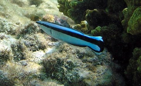 Bu kiçik balıqlar yalnız bəzi məməlilərdə olan bir bacarıqla alimləri heyrətləndirdi