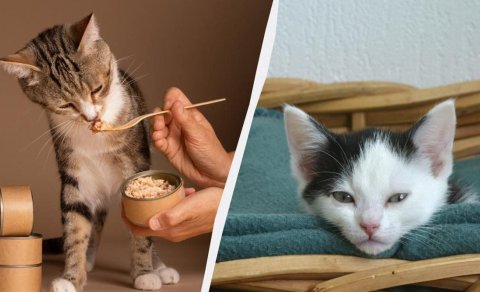 Bu, ev heyvanınızı öldürə bilər: Pişiklərə hansı qidalar verilməməlidir?