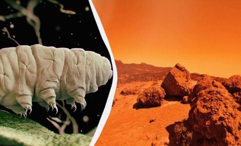 Açıq kosmosda sağ qalan təkamül qurdları belə belə Marsda yaşaya bilmədi