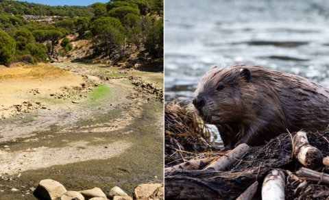 Çayı xilas etmək üçün səhraya qunduzlar gətirildi: 6 il sonra nə baş verdi?