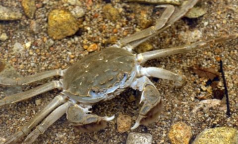 Tamahkar Çin xərçəngi istənilən çaya uyğunlaşır və yerli faunanı sıxışdırır