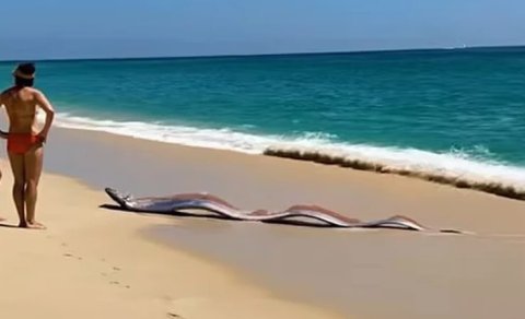 Meksika sahilində qorxulu görüntü: Dərin dənizdən gələn "qiyamət balıqları"
