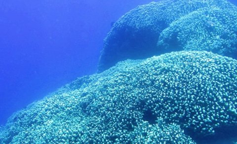 Zürafə kimi hündür və kosmosdan görünür: Sakit Okeanda "sualtı nəhəng" tapıldı