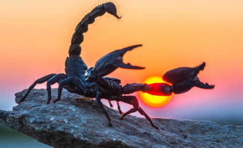 Dinozavrların arasında ov: Çində əvvəllər məlum olmayan əqrəbin fosili tapıldı